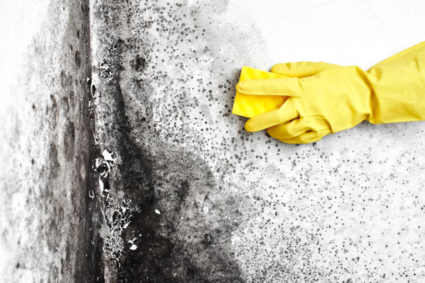 Best Emergency Mold Removal  in Willow Creek, CA