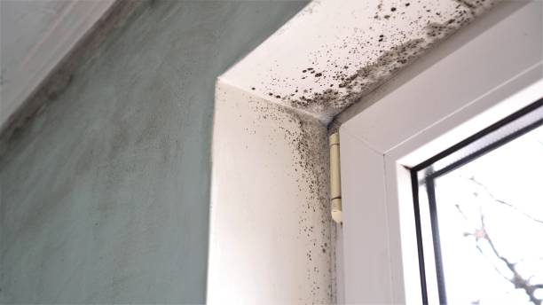 Best Best Mold Removal Companies  in Willow Creek, CA