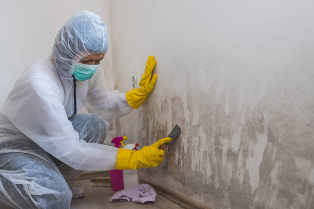 Best Toxic Mold Removal  in Willow Creek, CA