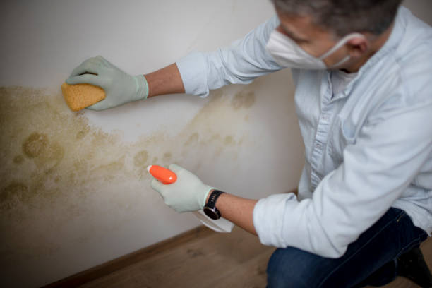 Best Local Mold Removal Service  in Willow Creek, CA