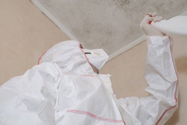 Best Professional Mold Removal  in Willow Creek, CA