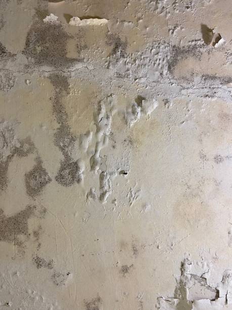 Best Mold Cleaning Services  in Willow Creek, CA