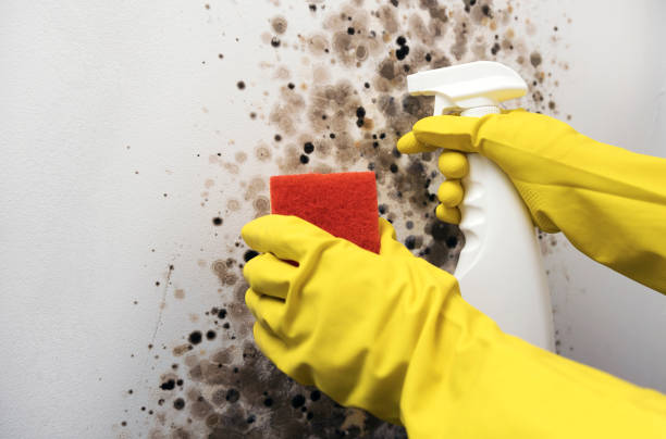 Best Mold Remediation  in Willow Creek, CA