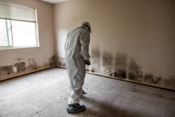 Best Emergency Mold Removal  in Willow Creek, CA