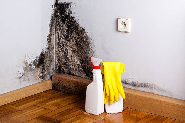 Best Commercial Mold Removal  in Willow Creek, CA