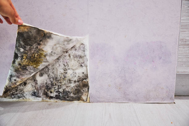 Best Commercial Mold Removal  in Willow Creek, CA